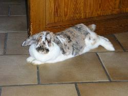 My rabbit - It&#039;s my rabbit, her name is Noisette