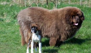 Russian Bear Dog