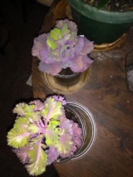 ornamental cabbages. Photo is mine.