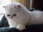 Persian Cat so soft and fluffy - cats are the best and persians are so soft and fluffy