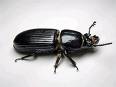 beetle - beetle