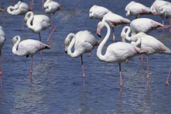 https://animals.howstuffworks.com/birds/flamingos-stand-on-one-leg.htm