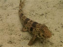 Mine look like this. Photo is from http://www.nbcnews.com/science/shark-walks-discovery-good-sign-indonesia-8C11043075 Mine look like this. Photo is from http://www.nbcnews.com/science/shark-walks-discovery-good-sign-indonesia-8C11043075