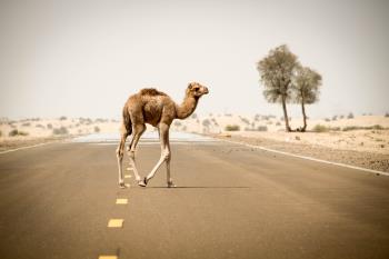 A camel is one tough critter A camel is one tough critter