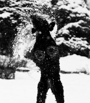 Dog and snowball