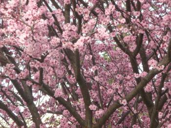 tree,spring blossoms,spring,sakura,japantown