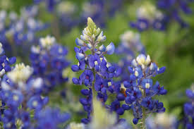 blue bonnets blue bonnets