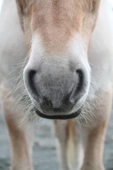 Close-up of my horse Close-up of my horse