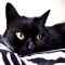 black cat - black cat