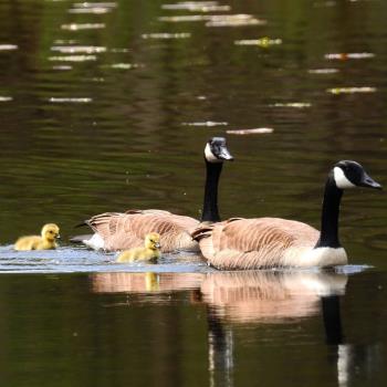 canadian geese family canadian geese family