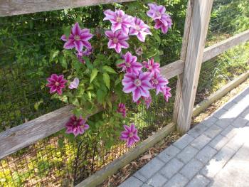 emporia zoo, clematis, May 2019 emporia zoo, clematis, May 2019