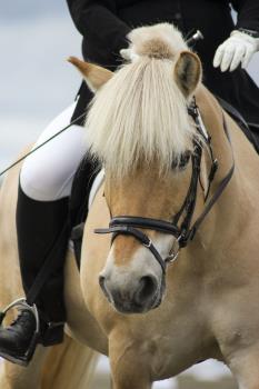 Norwegian fjord horse