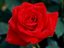 wish you a nice orkutting.. - nice red rose..