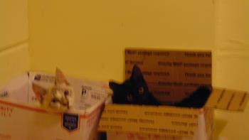 Cats in boxes.