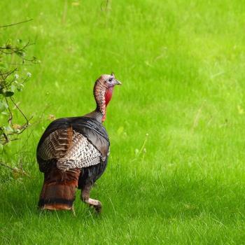 wild turkey by minx267