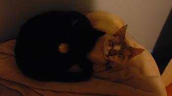 two cats two cats