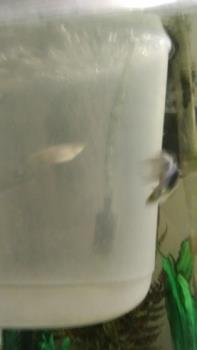 One of my female Guppies in a birthing tank. Picture is mine.