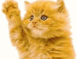 Wavin Kitty - Kitty wavin Hi...