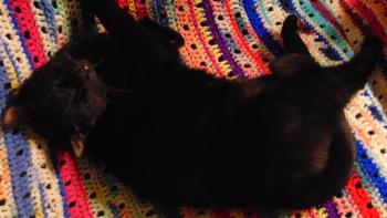 Spoiled Blackie Spoiled Blackie