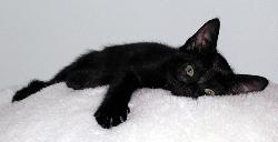 Black Cat - black cat