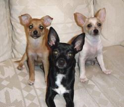 Chihuahua Dogs - This is a picture of a trio of Chihuahua pups.
Healthy Chihuahua pups should have no discharge from their eyes and nose, they should be clean, active and curious.The Chihuahua is deeply devoted and fiercely loyal. They typically become extremely attached to one or two people. They are bold, fearless, and highly protective of their masters. They thrive on inordinate amounts of attention. The Long coat variety should be brushed several times a week with a soft bristle brush. Both varieties only need bathing once a month using a mild shampoo. Special care must be given to not get water into their ears as they are prone to ear infections. Dental hygiene is a must to prevent tooth loss. The health issues that affect this breed include slipped stifles, open font or soft spot, eye problems, and heart disease. The Chihuahua does not tolerate cold climates and must be protected when taken outside.The Chihuahua is an excellent apartment dweller. The majority of their exercise needs can be met indoors with toys or play sessions. However, they greatly enjoy and benefit from daily walks.
Chihuahua Dogs - This is a picture of a trio of Chihuahua pups.
Healthy Chihuahua pups should have no discharge from their eyes and nose, they should be clean, active and curious.The Chihuahua is deeply devoted and fiercely loyal. They typically become extremely attached to one or two people. They are bold, fearless, and highly protective of their masters. They thrive on inordinate amounts of attention. The Long coat variety should be brushed several times a week with a soft bristle brush. Both varieties only need bathing once a month using a mild shampoo. Special care must be given to not get water into their ears as they are prone to ear infections. Dental hygiene is a must to prevent tooth loss. The health issues that affect this breed include slipped stifles, open font or soft spot, eye problems, and heart disease. The Chihuahua does not tolerate cold climates and must be protected when taken outside.The Chihuahua is an excellent apartment dweller. The majority of their exercise needs can be met indoors with toys or play sessions. However, they greatly enjoy and benefit from daily walks.