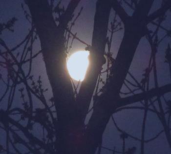 FrullMoon behind thre trees by LadyDuck - Anna FrullMoon behind thre trees by LadyDuck - Anna