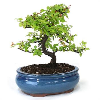 Chinese sweet plum bonsai 