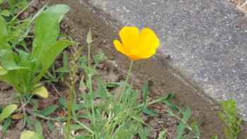 flower flower