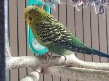 My other chirper My other chirper