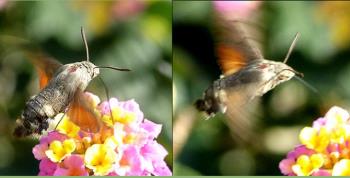 A hummingbird Moth A hummingbird Moth
