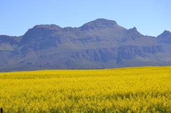 canola fields in Ceres Cape
