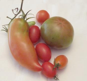LadyDuck Tomatoes