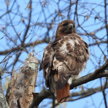 Red Tailed Hawk by minx267