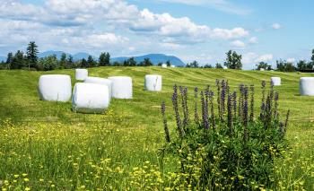 Round hay bales. Courtesy of fine Arts America. Round hay bales. Courtesy of fine Arts America.