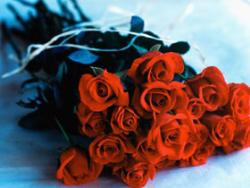 roses - roses dedicated to Mother terresa
