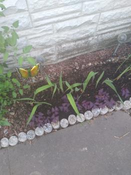 Gladiolas and Oxalis. Photo is mine. Gladiolas and Oxalis. Photo is mine.