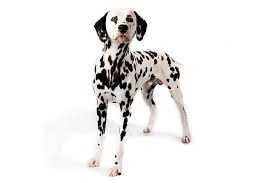 https://s3.amazonaws.com/cdn-origin-etr.akc.org/wp-content/uploads/2017/11/12234026/Dalmatian-On-White-01.jpg