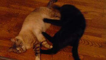 cats sleeping. cats sleeping.