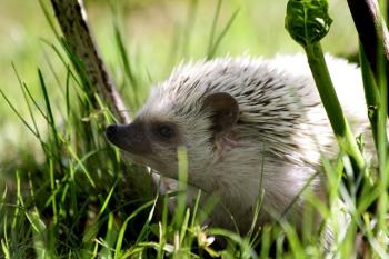 super cute african pygmy hedgehog