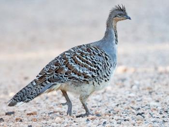 Mollee Fowl. courtesy of ebird.org. Used under the Fair Use copyright.