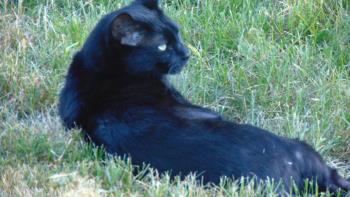 My black cat. My black cat.