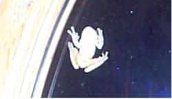 Frog - Tree frog on outside of door window.