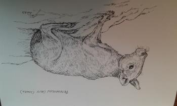 My ink drawing of a Patagonian cavy