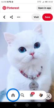 Blue eyes cat 