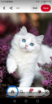 Blue eyed kitten 