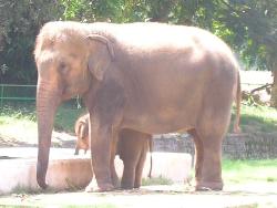 Elephant with baby elephant at Mysore Zoo - Photographed at Mysore Zoo Elephant with baby elephant at Mysore Zoo - Photographed at Mysore Zoo