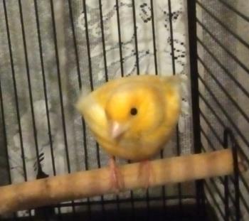 Canary in cage