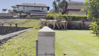 "Loose cows in Makakilo enter neighbors yards, community parks and streets – Honolulu, Hawaii" Khon2 news.