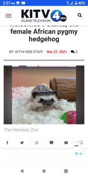 Petunia the African Hedgehog surrendered to Honolulu Zoo. Petunia the African Hedgehog surrendered to Honolulu Zoo.
