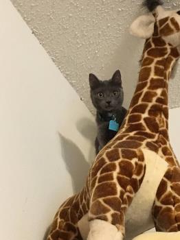 Opal on my largest giraffe Opal on my largest giraffe